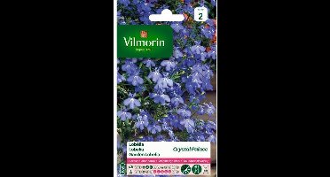 Lobelia Crystal Palace - Lobelia erinus