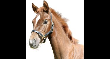 Kerbl Veulenhalster Leder Zwart