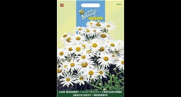 Lage Margriet Silver Princess (Chrysanthemum maximum)
