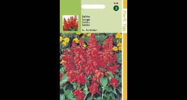 Hortitops Zaden - Salvia Splendens St. Jansvuur