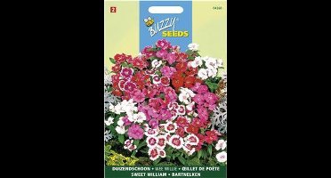 Duizendschoon Wee Willie - Dianthus barbatus