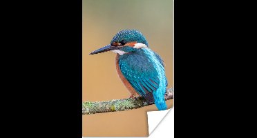 Poster Vogel - IJsvogel - Dieren - Tak - 20x30 cm