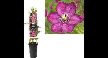 Klimplant Clematis Ville de Lyon - Roze Bosrank
