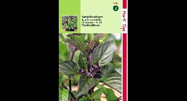 2 stuks - Hortitops - Basilicum Kaneelsmaak