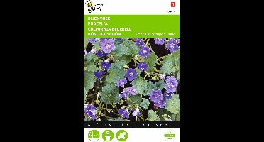 2 stuks - Buzzy - Phacelia campanularia