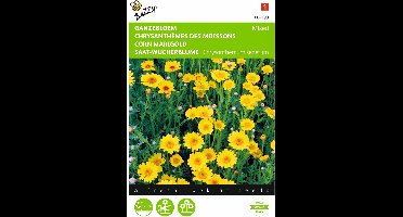 2 stuks Chrysanthemum, Ganzebloem gele tinten gemengd
