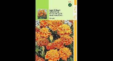2 stuks Tagetes Patula Nana Bolero