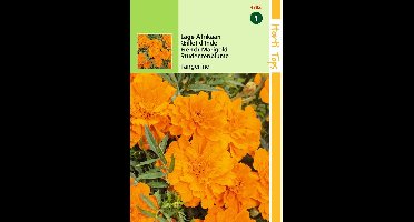 2 stuks - Hortitops - Tagetes Patula Nana Tangerine