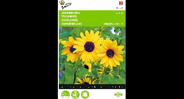 2 stuks - Buzzy - Helianthus Debilis Geel Stella