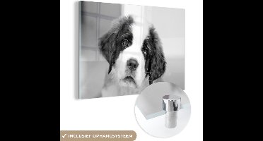MuchoWow® Glasschilderij 120x80 cm - Schilderij acrylglas - Shot van Sint Bernard hond - zwart wit - Foto op glas - Schilderijen