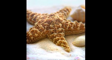 Kunstdruk Donna Geissler - Beach Shell II 30x30cm