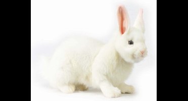 Poolhaas Knuffel, Hansa