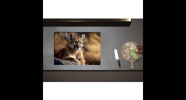 Inductieplaat Beschermer - Cartoon van Puma Liggend op Grijze Rots in Natuurgebied - 70x50 cm - 2 mm Dik - Inductie Beschermer - Bescherming Inductiekookplaat - Kookplaat Beschermer van Wit Vinyl