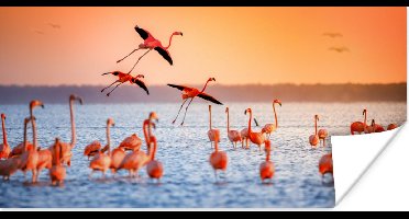 PosterMonkey - Poster - Fotolijst - Vogel - Flamingo - Zonsondergang - Water - Tropisch - 80x40 cm - Poster in lijst - Poster flamingo - Poster frame - Poster dieren