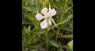 Set van 3 | Gaura lindheimeri 'White Dove' - 0.7 liter pot