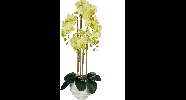 Mica Decorations Kunstplant Phalaenopsis - 40x34x82 cm - Polyester - Groen