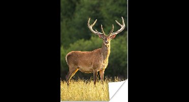 Poster Hert - Gewei - Gras - Natuur - Dieren - Groen - 20x30 cm