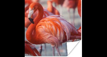 PosterMonkey - Poster - Flamingo - Vogel - Dieren - Roze - Fotolijst - 30x30 cm - Poster flamingo - Posterlijst - Frame poster - Poster dieren - Woonkamer