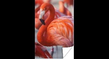 PosterMonkey - Poster - Flamingo - Vogel - Dieren - Roze - Fotolijst - 80x120 cm - Poster flamingo - Posterlijst - Frame poster - Poster dieren - Woonkamer