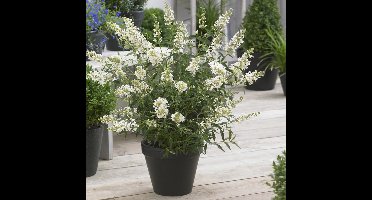 12 x Laagblijvende Vlinderstruik Wit - Dwergvlinderstruik Winterharde Sierheester - Buddleja Free Petite 'Snow White'in C2(liter) pot met hoogte 10-30cm