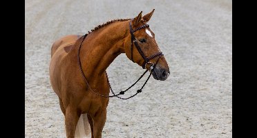 Trust Hoofdstel Calgary - maat Full - brown/gold