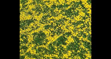 Faller - Premium Landscape Segment, Rapeseed Field