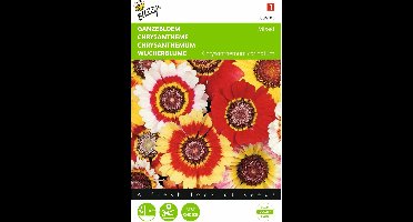 2 stuks - Buzzy - Chrysanthemum Carinatum Gemengd
