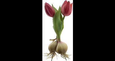 Kunst Tulpen met Bol x2 Beauty - 18 cm-Real Touch Tulpen -Kunstbloemen - Kunst Tulpen - Kunst Boeket - Tulp - Latex Bloem - Bruiloft