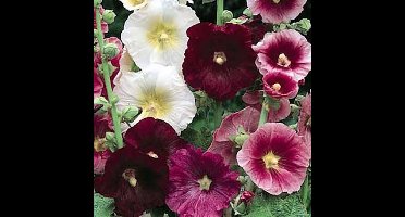 Stokroos zaden - Stokroos Indian Spring gemengd