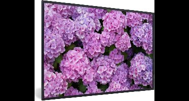 PosterMonkey - Poster - Fotolijst - Hortensia - Bloemen - Roze - Planten - Natuur - 90x60 cm - Poster bloemen - Foto met lijst - Decoratie woonkamer - Poster in lijst