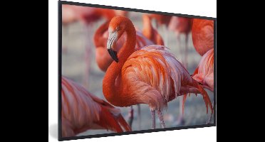 PosterMonkey - Poster - Flamingo - Vogel - Dieren - Roze - Fotolijst - 90x60 cm - Poster flamingo - Posterlijst - Frame poster - Poster dieren - Woonkamer