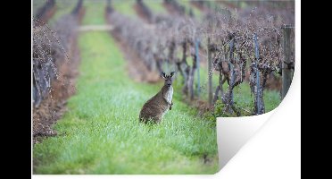 Muurstickers - Sticker Folie - Kangaroo in een wijngaard in Australië - 30x20 cm - Plakfolie - Muurstickers Kinderkamer - Zelfklevend Behang - Zelfklevend behangpapier - Stickerfolie