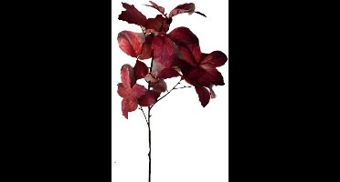 Buitengewoon de boet - Berkenblad rood bruin 120 cm