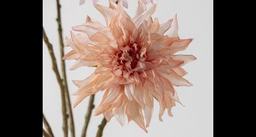 Dahlia steel mauve RT 63 cm