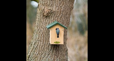 CJ Wildlife Nestkast voor Pimpelmees - Aanbevolen door de Vogelbescherming Nederland - 28mm - Nestkastje - Houten Vogelhuisje - FSC-gecertificeerd