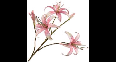 Lelie tak roze/creme 80 cm