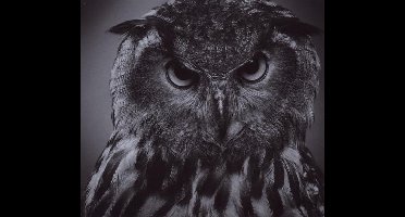 Beyond The Wizards Sleeve Re-Animations 1