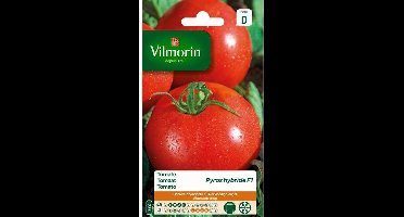Tomaat Pyros Hf1 - Vilmorin
