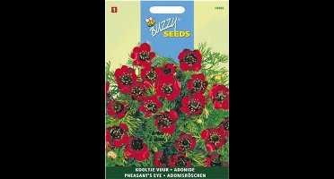 Adonisroosje - Adonis aestivalis