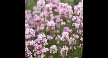 4 x Roze Lavendel XL - Vaste Planten - Tuinplanten Winterhard - Lavandula angustifolia Rosea in C2(liter) pot met hoogte 10-30cm