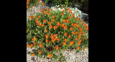 6 x Helianthemum 'Bronzeteppich' - Zonneroosje in 9x9 pot met hoogte 0-10 cm