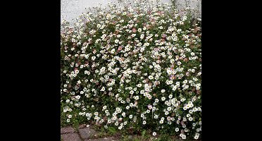 6 x Erigeron karvinskianus - Fijnstraal in 9x9 pot met hoogte 0-10 cm