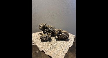 Countryfield hooglander S- Landelijk- stoer sober- woondecoratie- Moederdag