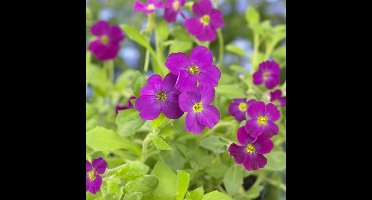 6 x Aubrieta 'Cascade Red' - Randjesbloem in 9x9 pot met hoogte 0-10 cm