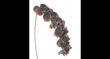 Kunstbloem Phalaenopsis Spray Bensa Oranje/Bruin - 111 cm