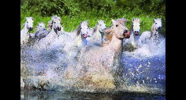 Witte paarden in de Camargue - 1000 stukjes