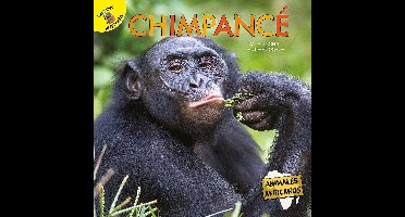 Animales africanos (African Animals) - Chimpancé