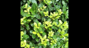 12 x Bolvormige Japanse Hulst Ø 20cm - Wintergroene Bolvorm Buxusvervanger - Ilex crenata 'Dark Green Ø 20cm