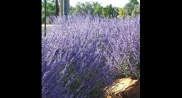 4 x Reuzenlavendel Blue Spire XL Paars|Blauw - Winterharde Tunplant - Perovskia Blue Spire in C2(liter) pot met hoogte 20-40cm