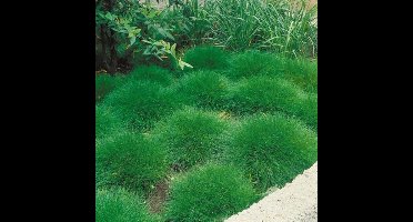 8 x Berenvel of Zwenkgras XL - Winterhard Siergras - Festuca gautieri in C2(liter) pot met hoogte 10-20cm